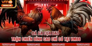 Đá Gà Cựa Dao - Trận Chiến Đỉnh Cao Chỉ Có Tại VM88