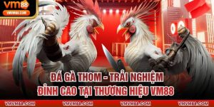 Đá Gà Thom - Trải Nghiệm Đỉnh Cao Tại Thương Hiệu VM88