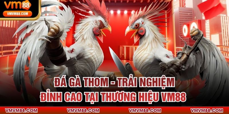 Đá Gà Thom - Trải Nghiệm Đỉnh Cao Tại Thương Hiệu VM88