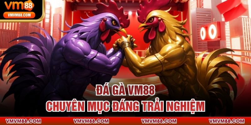 ĐÁ GÀ Đá gà VM88 chuyên mục đáng trải nghiệm