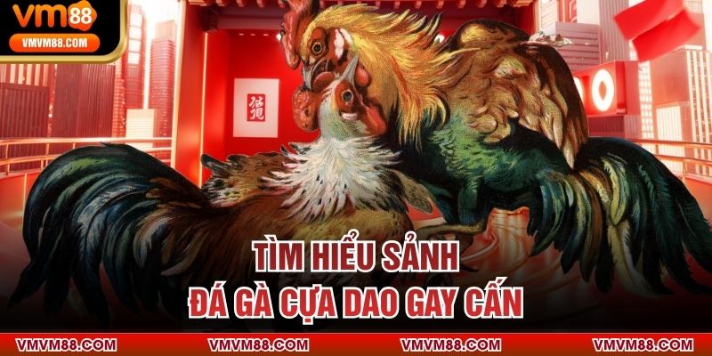 Tìm hiểu sảnh đá gà cựa dao gay cấn