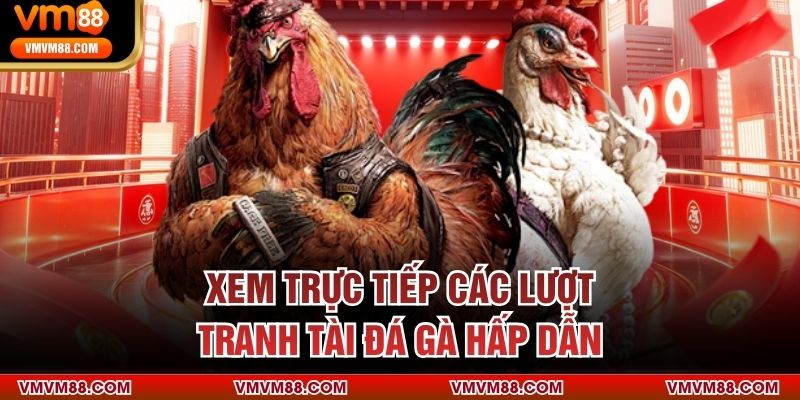 ĐÁ GÀ Xem trực tiếp các lượt tranh tài đá gà hấp dẫn